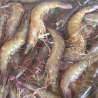 Shrimp meal animal nutrition powder 25kg